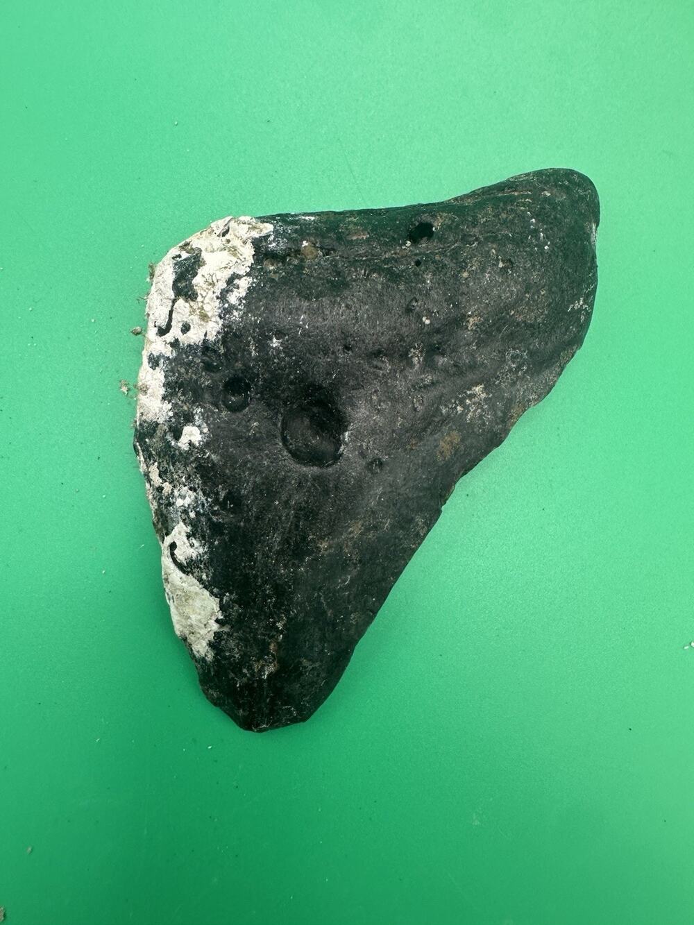 Shark Tooth Megalodon Fossil 3.2” Black Diving